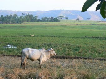 Philippinen